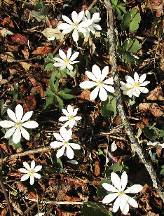 Sanguinaria 2537